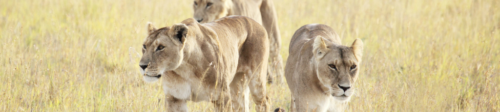 Namiri Plains Camp (Asilia)